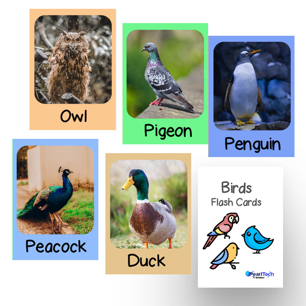 birds real identify flash cards for kids